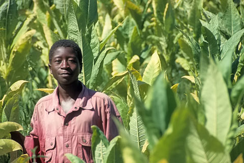 https://www.transafrika.org/media/Bilder Malawi/tabak.jpg